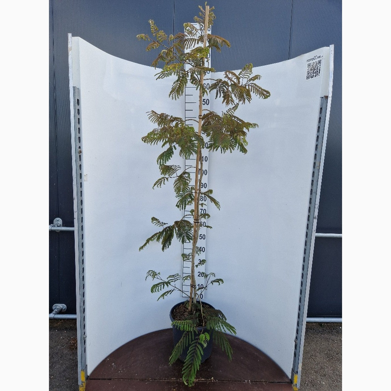 Silkesträd – Albizia julibr. 'Chocolate Fountain'® - C20 175-200 CM